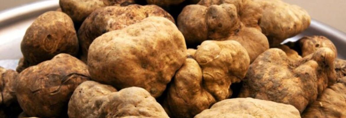 Mostra mercato nazionale tartufo bianco delle Colline Torinesi